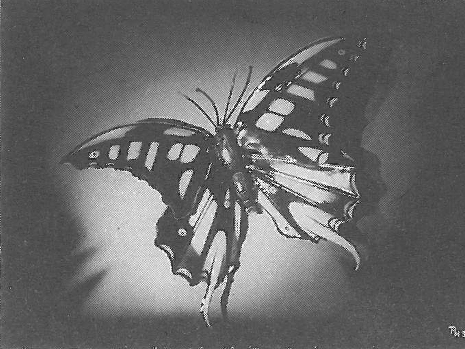  Schopflocher Skizzen Ganzstahlbild Schmetterling - Bild wird mit einem Klick vergrößert 