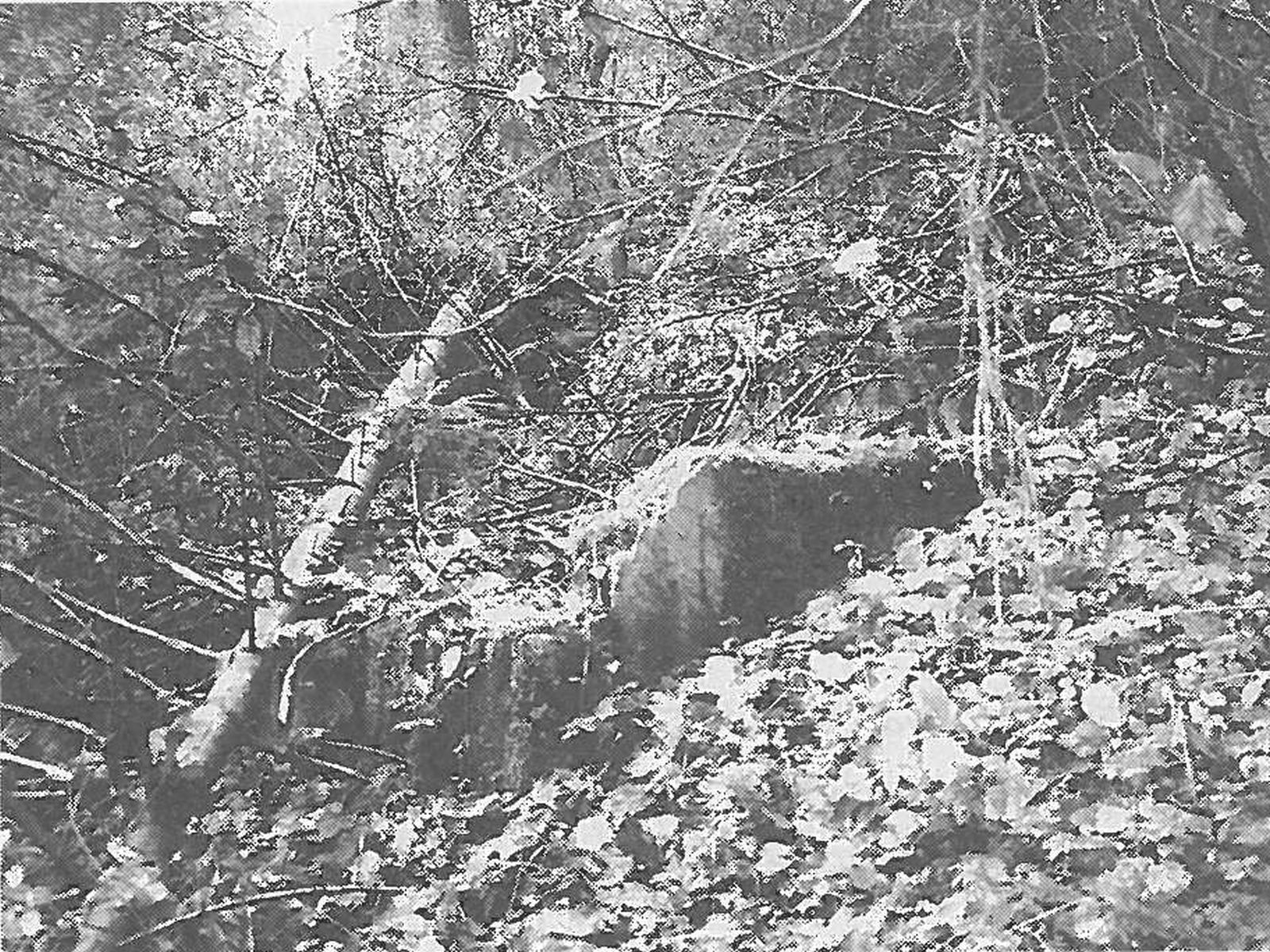  Schopflocher Skizzen Überreste der Grundmauern des Wasserhäusles im unteren Bürgental - Bild wird mit einem Klick vergrößert 