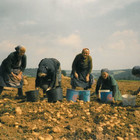 Kartoffelernte im Jahr 1997